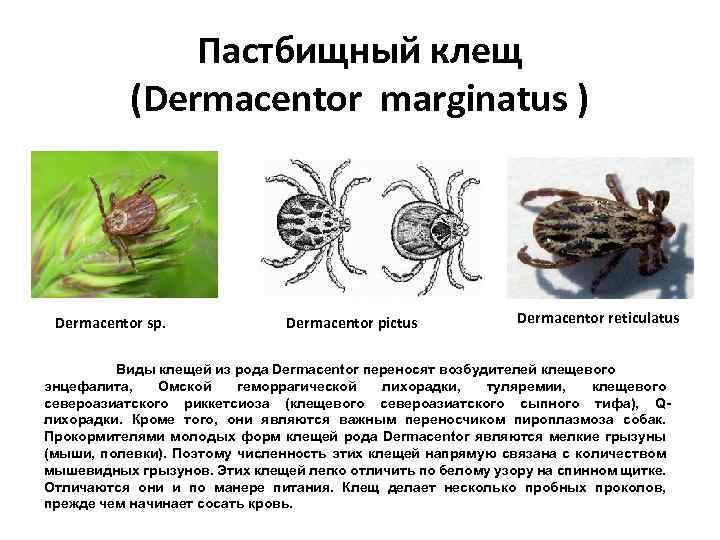  Пастбищный клещ (Dermacentor marginatus ) Dermacentor sp. Dermacentor pictus Dermacentor reticulatus Виды клещей