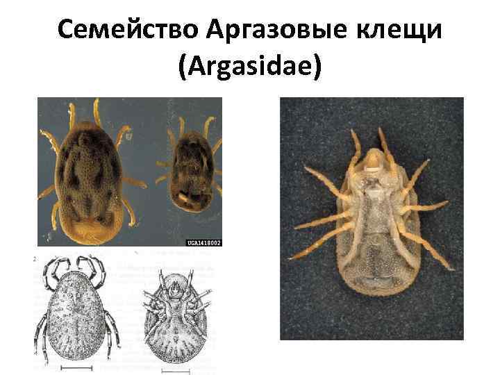 Семейство Аргазовые клещи (Argasidae) 