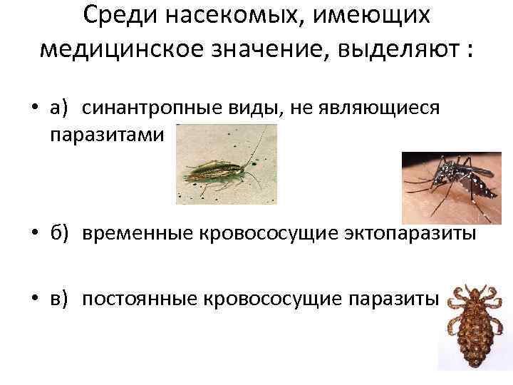 Эктопаразиты это кто. Насекомые имеющие медицинское значение. Синантропные насекомые не являющиеся паразитами. Насекомые временные кровососущие паразиты.