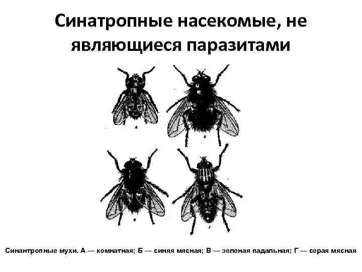 Водные и синантропные животные план конспект 8 класс