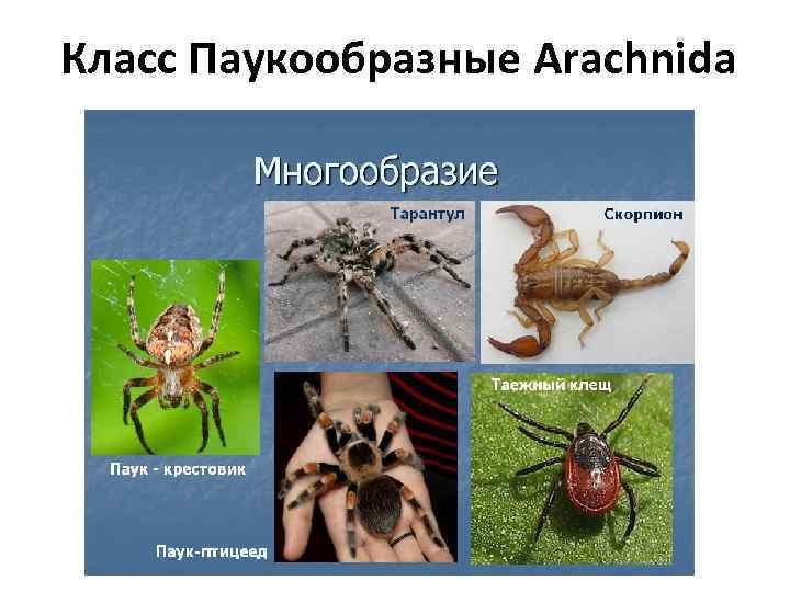 Класс Паукообразные Arachnida 