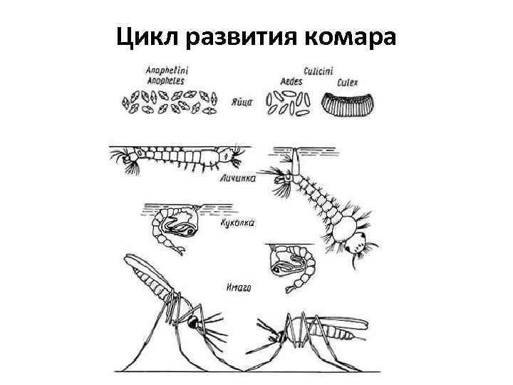 Цикл развития комара 