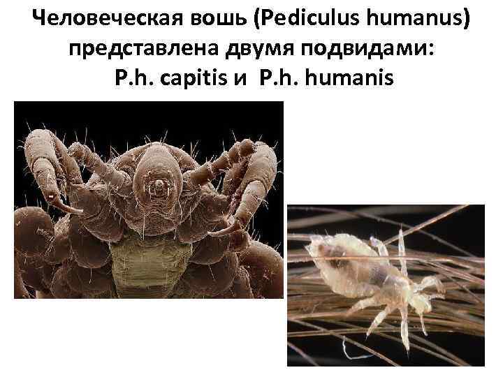 Схема развития pediculus humanus capitis olp