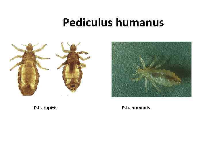 Схема развития pediculus humanus capitis olp