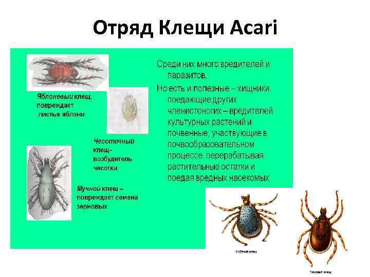 Отряд Клещи Acari 