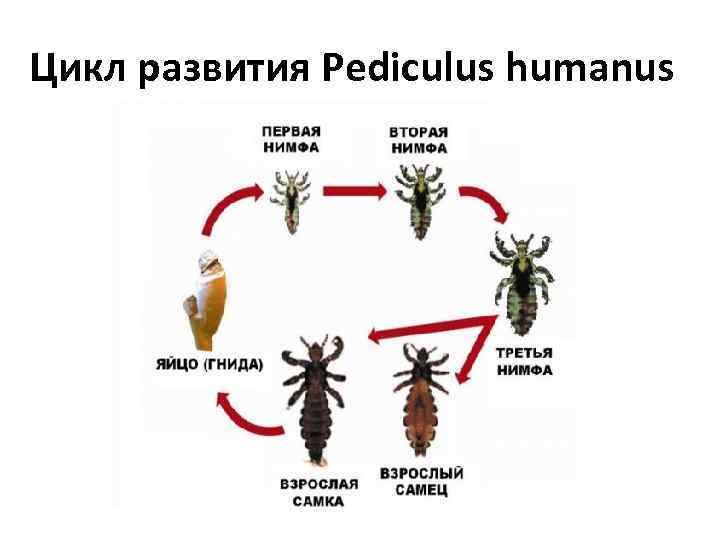 Цикл развития Pediculus humanus 