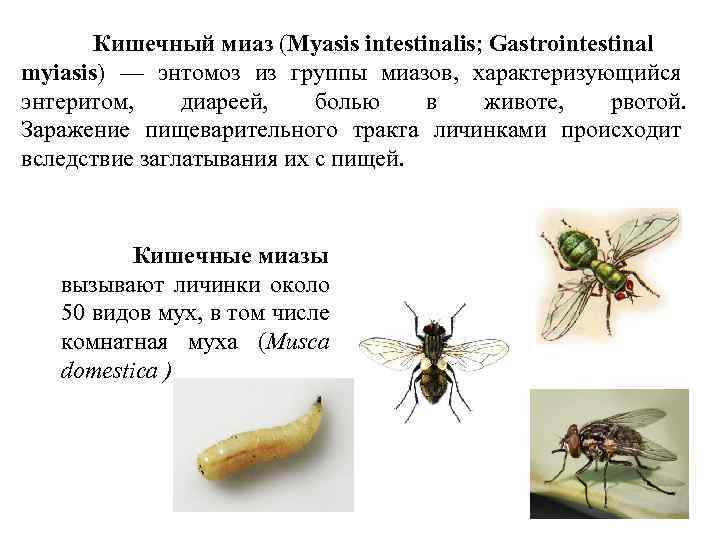 Кишечный миаз (Myasis intestinalis; Gastrointestinal myiasis) — энтомоз из группы миазов, характеризующийся энтеритом, диареей,