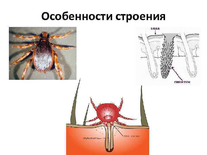 Особенности строения 