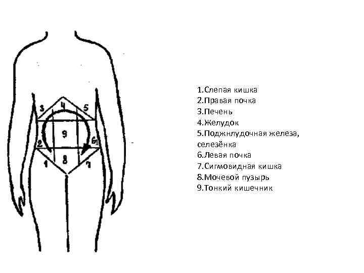 1 1. Слепая кишка 2. Правая почка 3. Печень 4. Желудок 5. Поджнлудочная железа,