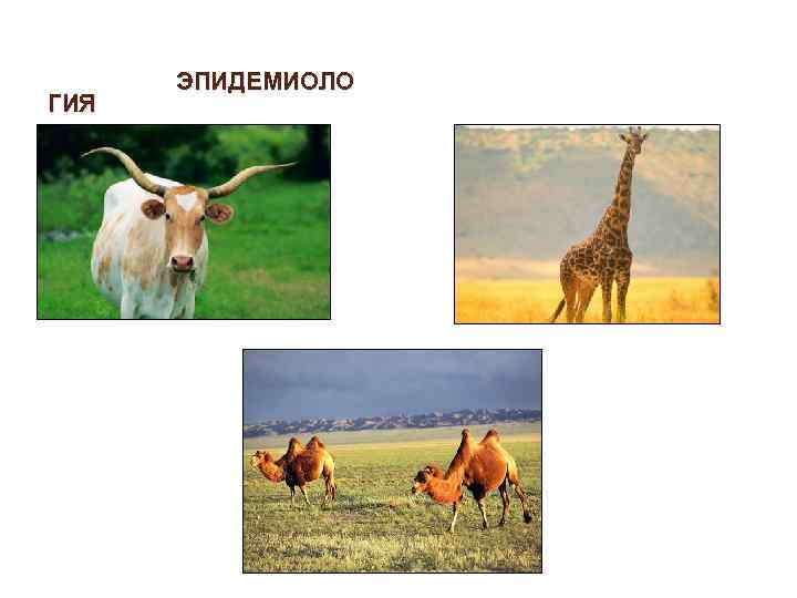 ГИЯ ЭПИДЕМИОЛО 