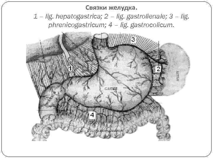 Связки желудка. 1 – lig. hepatogastrica; 2 – lig. gastrolienale; 3 – lig. phrenicogastricum;