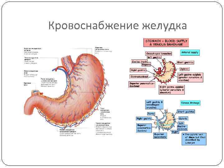 Кровоснабжение желудка 