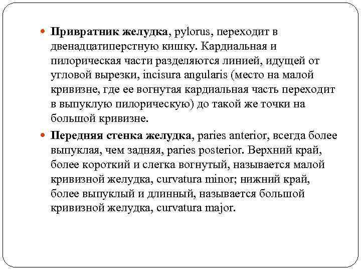  Привратник желудка, pylorus, переходит в двенадцатиперстную кишку. Кардиальная и пилорическая части разделяются линией,
