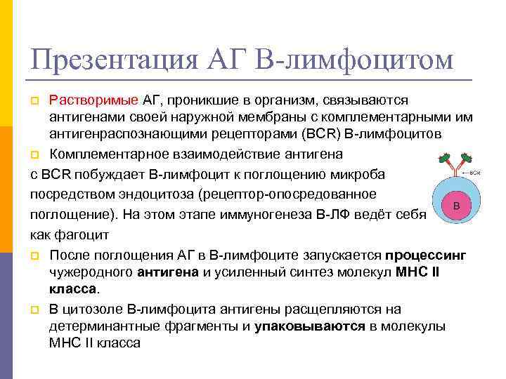 Презентация АГ В-лимфоцитом Растворимые АГ, проникшие в организм, связываются антигенами своей наружной мембраны с