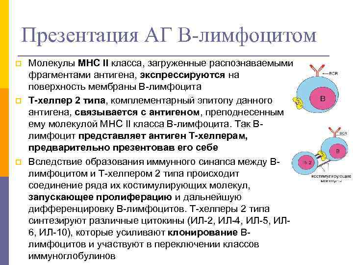 Презентация АГ В-лимфоцитом p p p Молекулы МНС II класса, загруженные распознаваемыми фрагментами антигена,