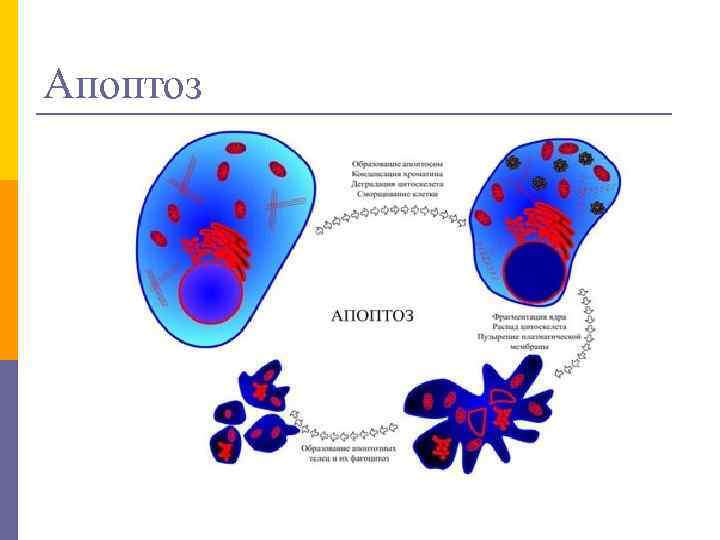Апоптоз 