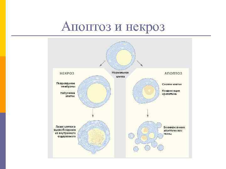 Апоптоз и некроз 