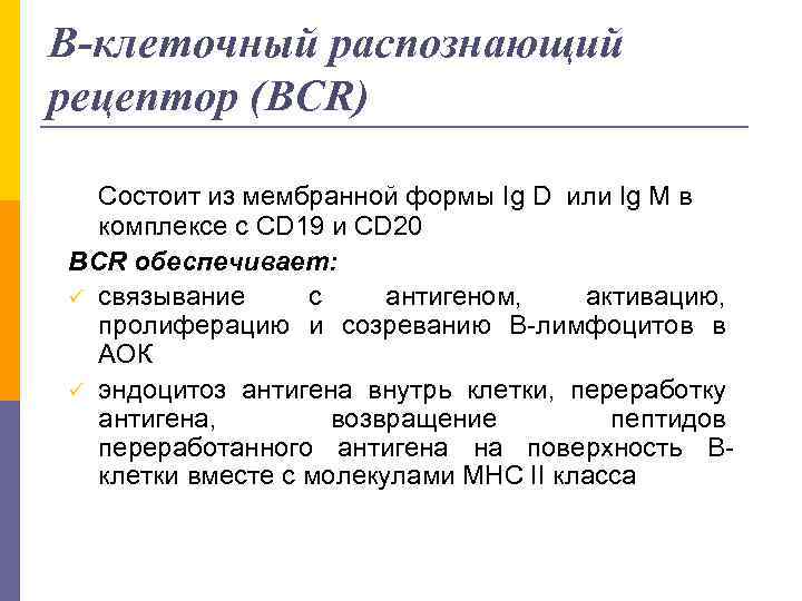 B-клеточный распознающий рецептор (BCR) Состоит из мембранной формы Ig D или Ig M в