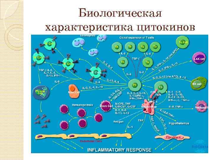 Классификация цитокинов презентация