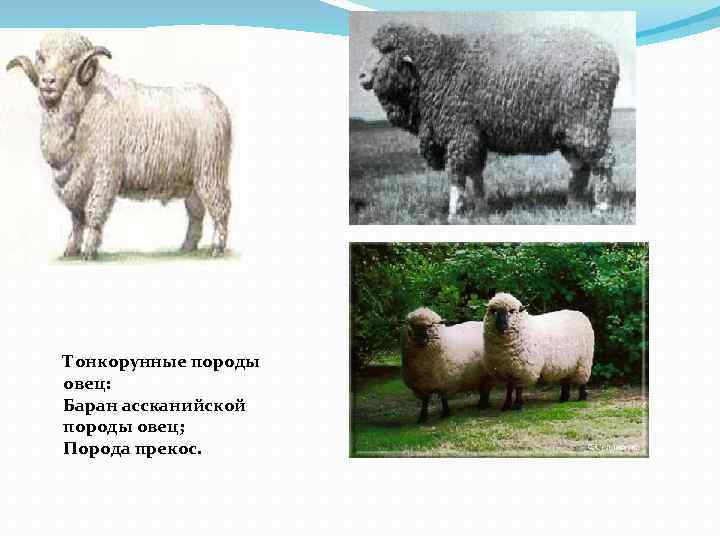 Тонкорунные породы овец: Баран ассканийской породы овец; Порода прекос. 
