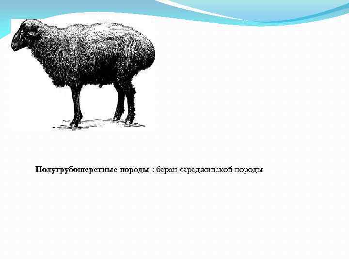Полугрубошерстные породы : баран сараджинской породы 