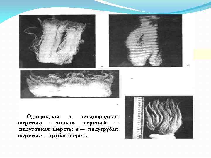  Однородная и неоднородная шерсть: а — тонкая шерсть; б — полутонкая шерсть; в