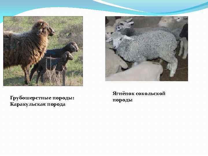 Грубошерстные породы: Каракульская порода Ягнёнок сокольской породы 