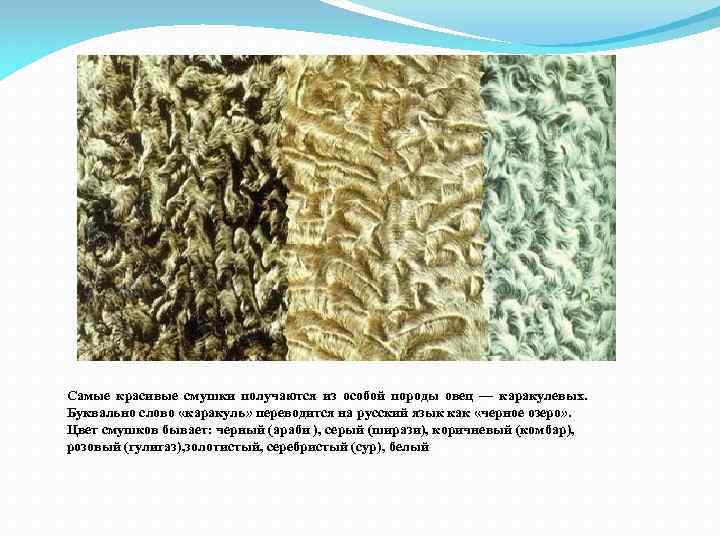 Самые красивые смушки получаются из особой породы овец — каракулевых. Буквально слово «каракуль» переводится