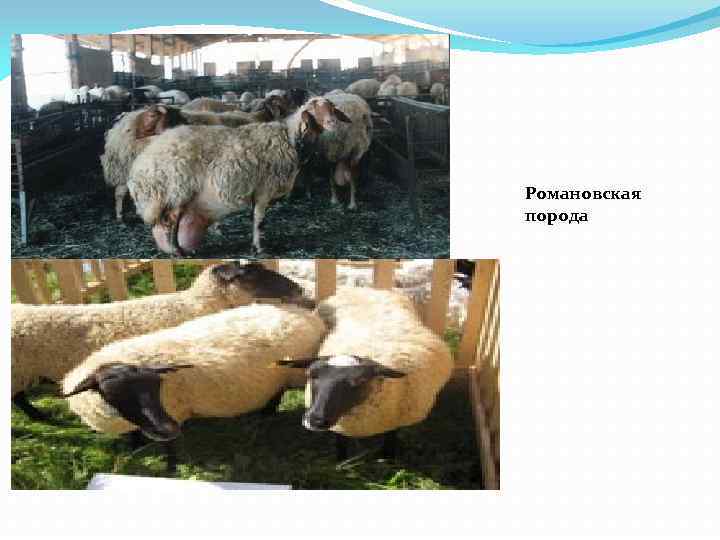 Романовская порода 