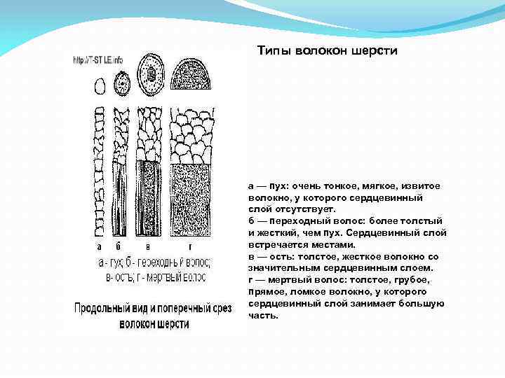 Типы волокон. Гистологическое строение шерстяных волокон. Гистологическое строение шерстных волокон овец. Строение волокна шерсти. Типы шерстных волокон овец.