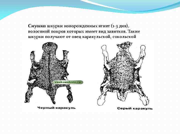 Смушка шкурки новорожденных ягнят (1 -3 дня), волосяной покров которых имеет вид завитков. Такие
