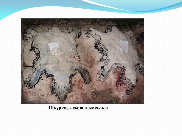 Шкурки, засыпанные солью 