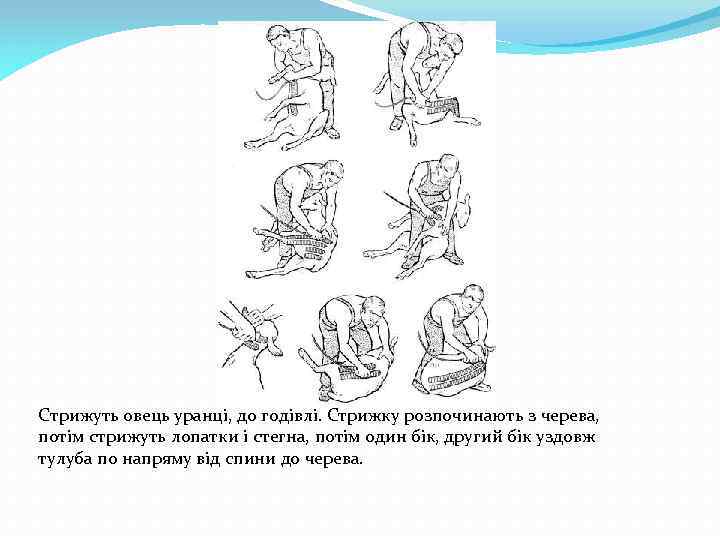 Стрижуть овець уранці, до годівлі. Стрижку розпочинають з черева, потім стрижуть лопатки і стегна,