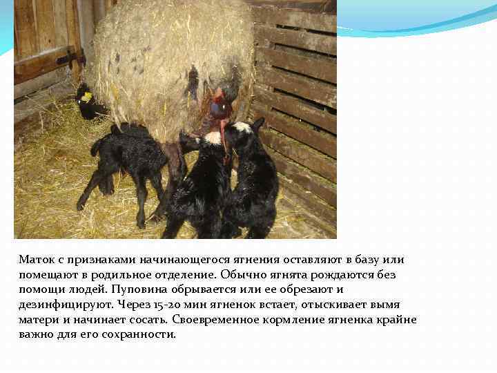 Маток с признаками начинающегося ягнения оставляют в базу или помещают в родильное отделение. Обычно