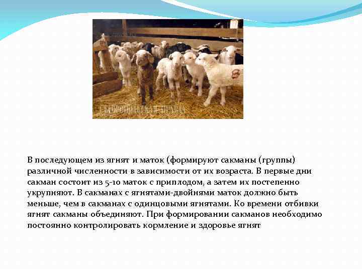 В последующем из ягнят и маток (формируют сакманы (группы) различной численности в зависимости от