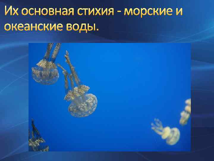 Их основная стихия - морские и океанские воды. 