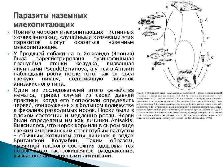  Паразиты наземных млекопитающих Помимо морских млекопитающих – истинных хозяев анизакид, случайными хозяевами этих