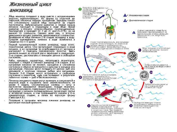 Жизненный цикл анизакид Яйца нематод попадают в воду вместе с испражнениями морских млекопитающих. Их