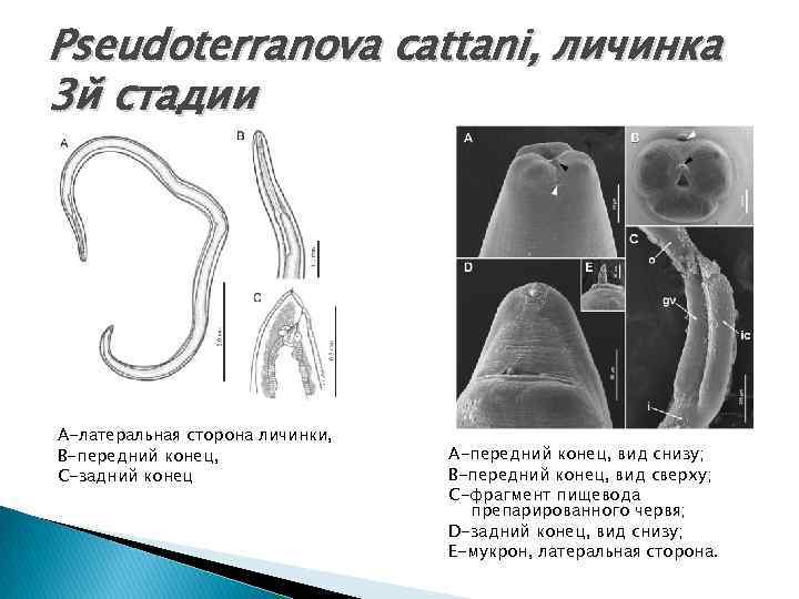 Pseudoterranova cattani, личинка 3 й стадии А-латеральная сторона личинки, В-передний конец, С-задний конец А-передний