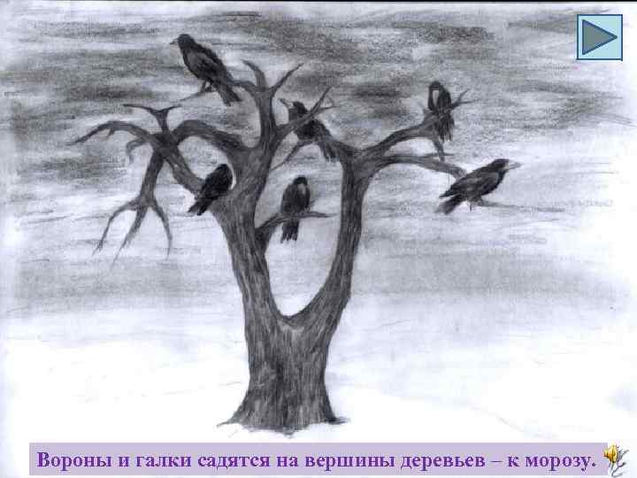 Вороны и галки садятся на вершины деревьев – к морозу. 