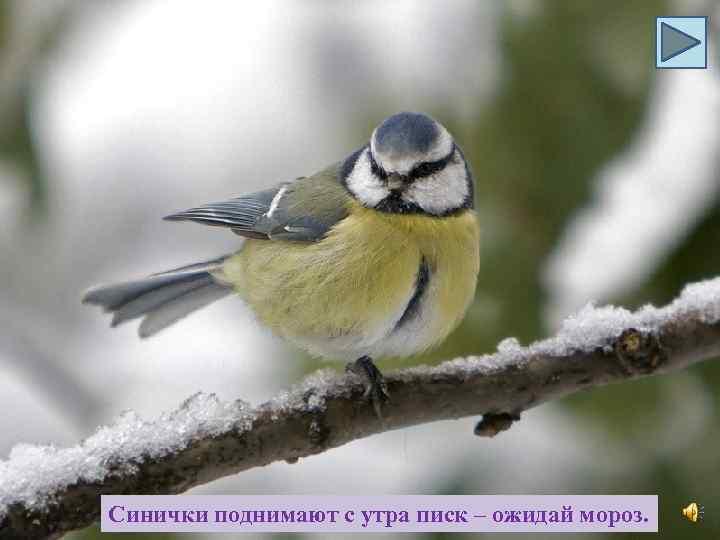 Синички поднимают с утра писк – ожидай мороз. 