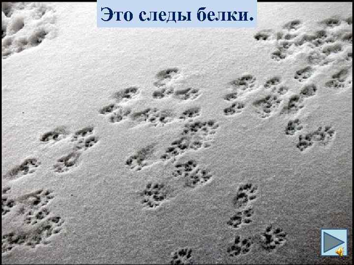 Это следы белки. 