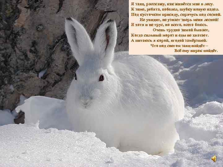 Я заяц, расскажу, как живётся мне в лесу. К зиме, ребята, побелел, шубку новую