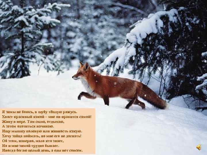 Я зимы не боюсь, в шубу тёплую ряжусь. Хвост красивый какой – мне он