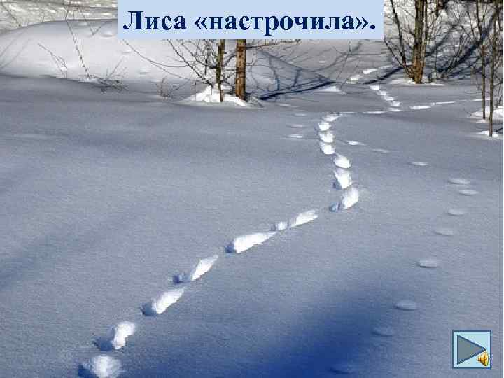 Лиса «настрочила» . 