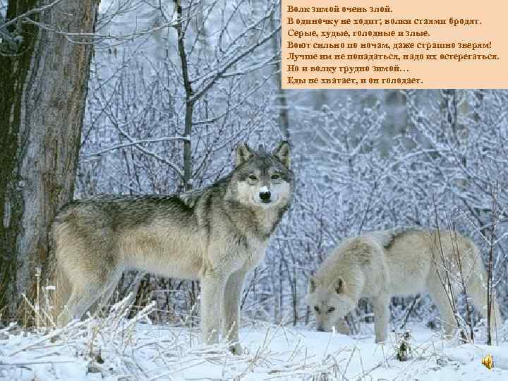 Волк зимой очень злой. В одиночку не ходит; волки стаями бродят. Серые, худые, голодные