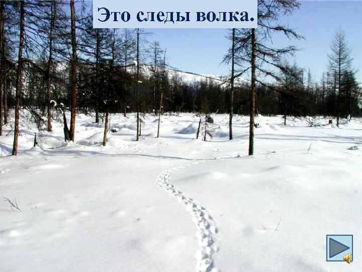 Это следы волка. 
