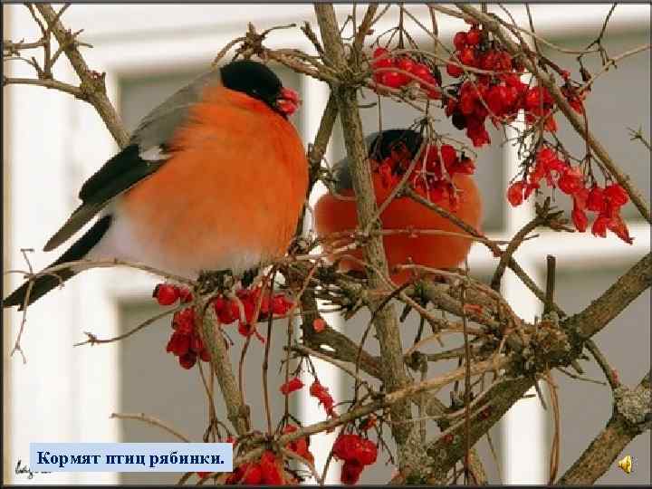 Спят деревья и кусты, Небо серое с утра, Падают снежинки, Кормят птиц рябинки. 