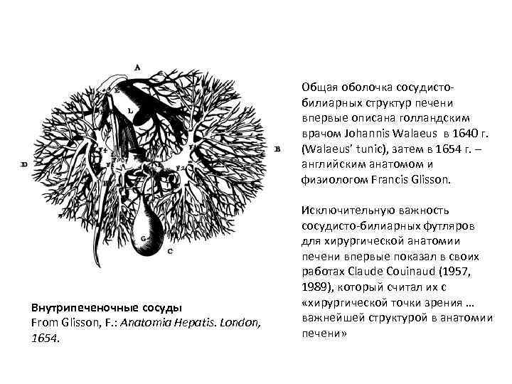 Общая оболочка сосудистобилиарных структур печени впервые описана голландским врачом Johannis Walaeus в 1640 г.