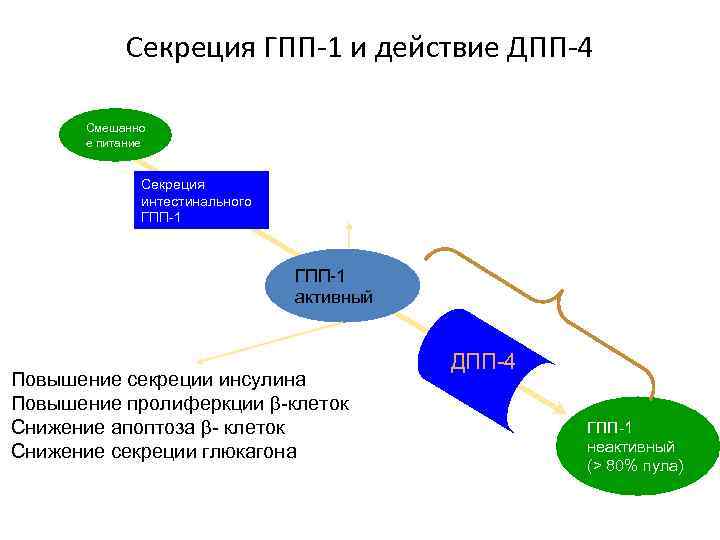 Секреция ГПП-1 и действие ДПП-4 Смешанно е питание Секреция интестинального ГПП-1 Снижение опорожнения желудка,